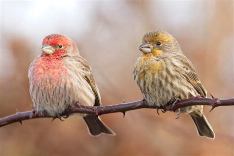 Win a free spot in the Cornell Lab's feeder bird identification course - eBird