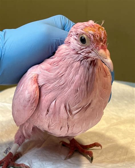 Pink pigeon possibly dyed for gender reveal party in NYC dies ...