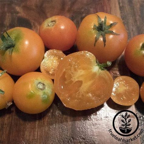 Containers Choice Orange F1 Hybrid Tomato Seeds | Farm & Gardening