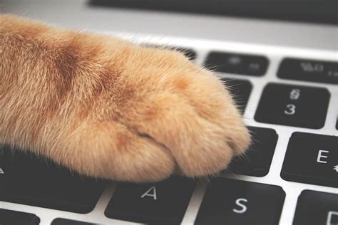 HD wallpaper: Orange Cat Foot on Laptop Keyboard, adorable, animal, close-up | Wallpaper Flare