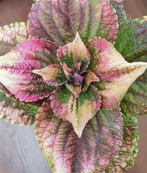 No 35 Coleus Seeds Coleus 10 Seeds Seed Flowerseeds - Etsy | Seeds, Plant photography, Garden ...