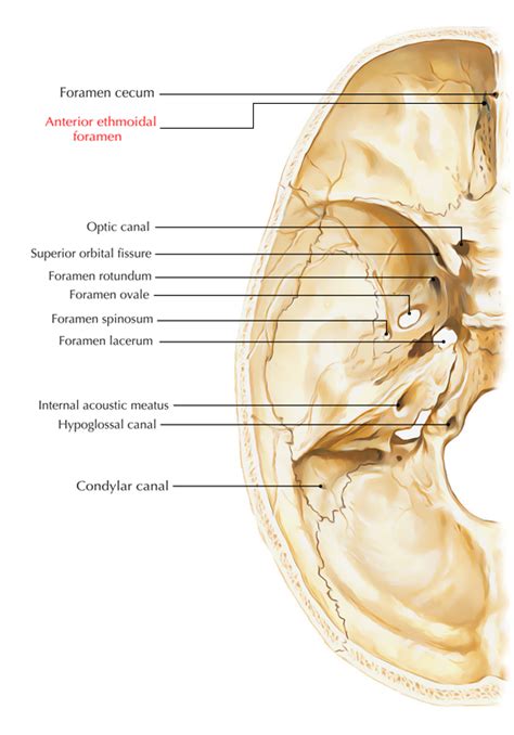 Anterior Ethmoidal Foramen – Earth's Lab