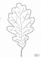 Eastern Black Oak Leaf Coloring Page Supercoloring Co  Vrogueco sketch template