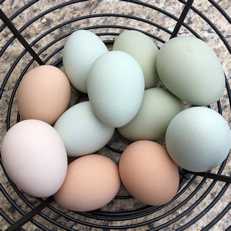 Free photo: eggs, farm, fresh | Hippopx