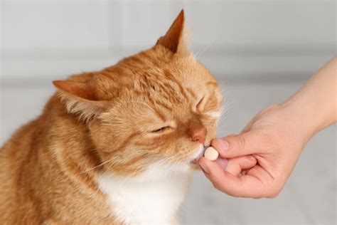 Oral Flea Medicine for Cats: 4 Vet-Prescribed Choices