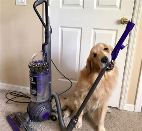 The Best Vacuums for Picking up Dog Hair (2018 Review) - Pets Report