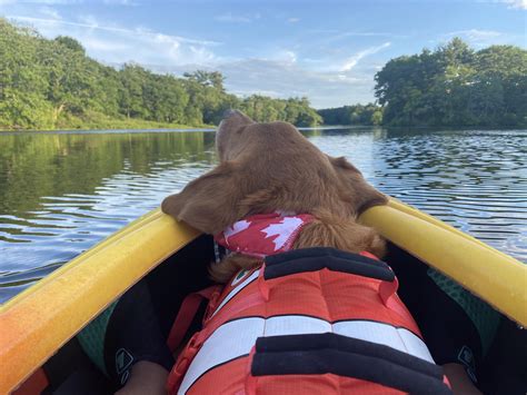 The best kayaking partner around - Charles River, MA : r/Kayaking