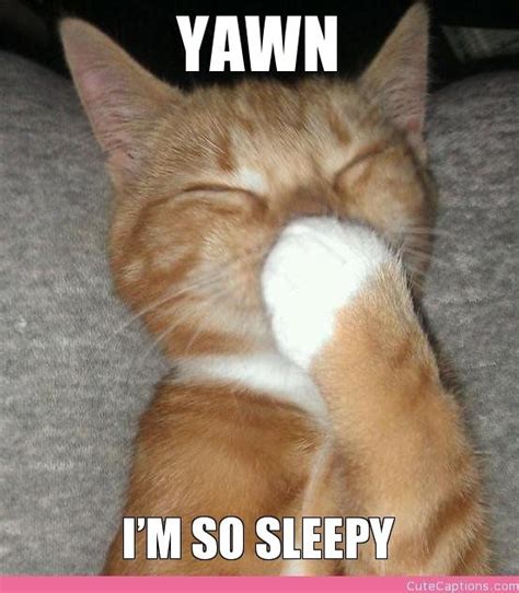 Yawn, I’m So Sleepy | Cute Captions | Funny cat memes, Funny animal memes, Cats and kittens