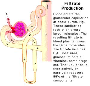 Review of kidney function