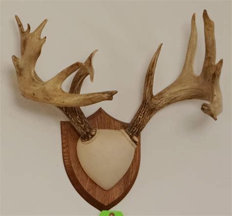 Arrowhead Antler Taxidermy Plaque- Engraved Hardwood | ubicaciondepersonas.cdmx.gob.mx