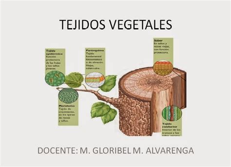 Biología: Tejidos Vegetales