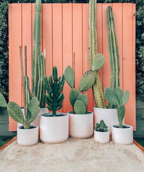 Plant Mom, Plant Lady, House Plants Decor, Plant Decor, Cacti And Succulents, Cactus Plants ...