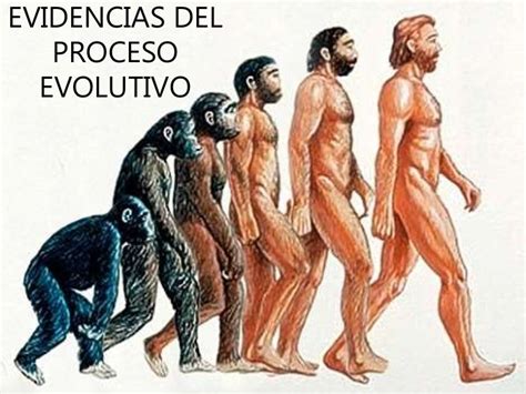 13. Evidencias de la evolución