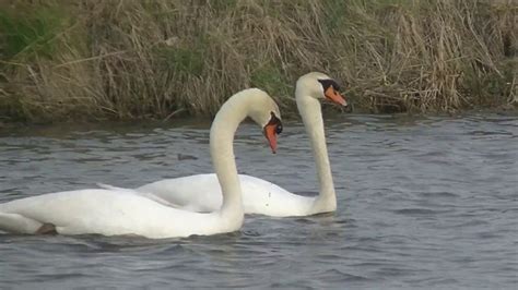 Swans mating. It's that time of year again. Early spring. And the swans are getting into the ...