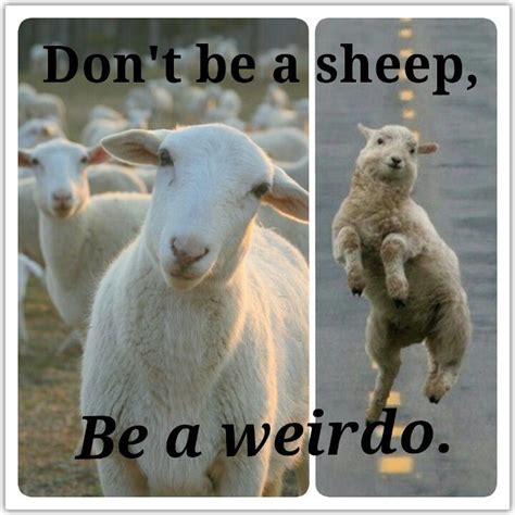 Don't be a sheep, be a weirdo. :D | Funny memes, Sheep quote, Uplifting quotes