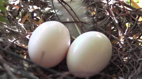 Birds Collared dove eggs in nest maybe 8days old 6jul13 Cambridge uk ...