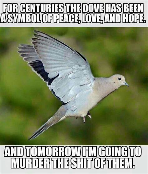 Dove season | Mourning dove, Dove hunting, Hunting humor