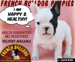 French Bulldog In Los Angeles
