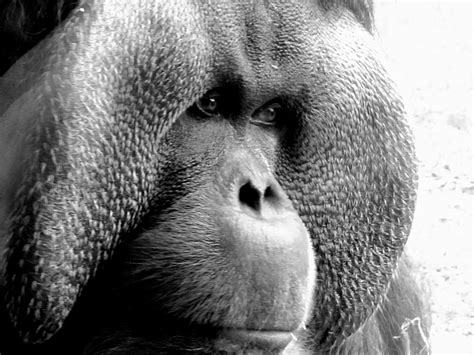 Primate observation at the Houston Zoo. | Smithsonian Photo Contest | Smithsonian Magazine