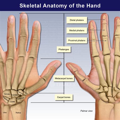 Skeletal Anatomy of the Hand - TrialExhibits Inc.