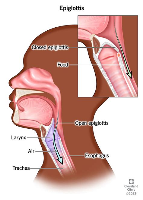 What Is the Epiglottis? Function & Anatomy