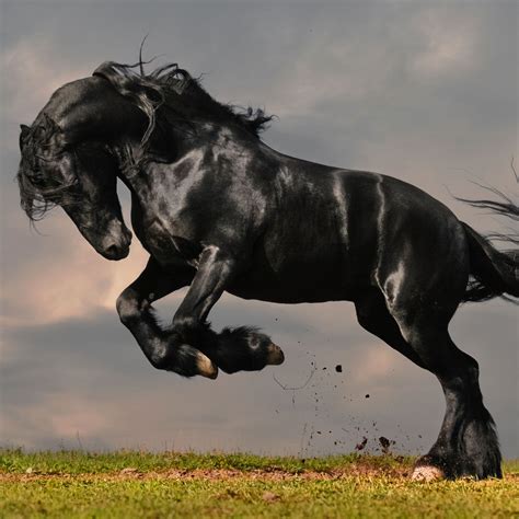 Black Stallion / HD iPad Wallpapers | DHS motto pics | Pinterest ...