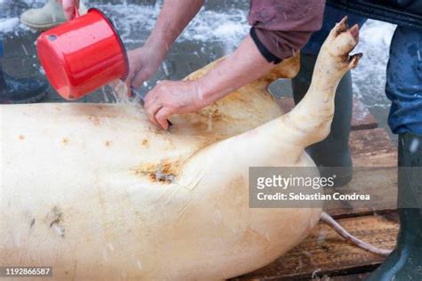 73 Cleaning Pig Farm Stock Photos, High-Res Pictures, and Images - Getty Images