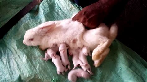 How To Care For Baby Bunnies Found In Yard - Get More Anythink's