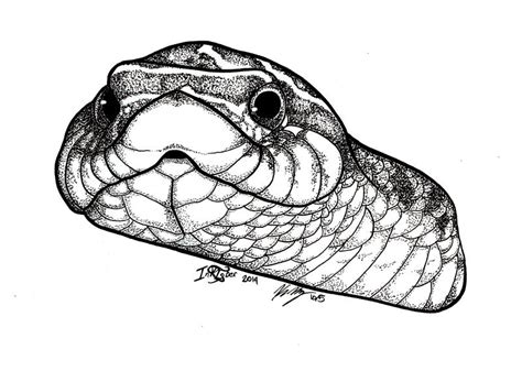 Inktober 2014: day 5 - western hognose snake by Kay-Beast on DeviantArt