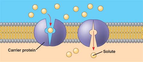 facilitated_diffusion-carrier.html 07_15FacilitatedDiffusionB.jpg