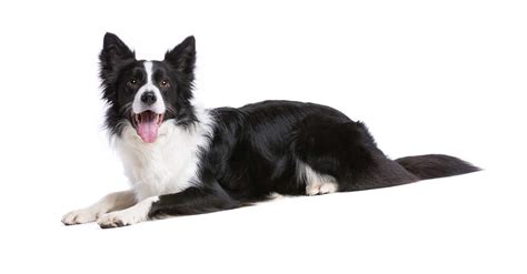 Border collies: High-energy, smart dogs that need lots of exercise