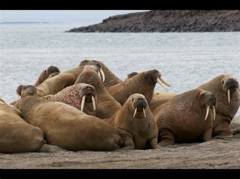 Odobenidae - Alchetron, The Free Social Encyclopedia