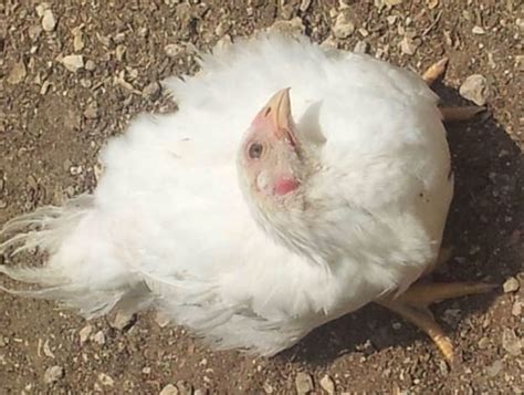 Newcastle Disease in poultry - Laying Hens