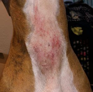 How To Treat Contact Dermatitis In Dogs