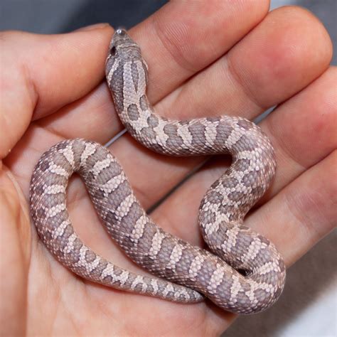 Top 5 Western Hognose Snake Morphs | BALL PYTHON BREEDER UK