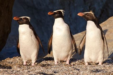 Fiordland Penguin Facts | Anatomy, Diet, Habitat, Behavior - Animals Time