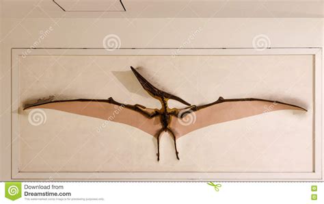 Pteranodon Fossil- Skelett I Naturhistoriamuseet I Lond Redaktionell Arkivfoto - Bild av berömdt ...
