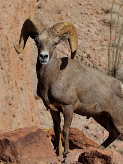 Borrego Cimarron, The Bighorn Sheep - The Baja Storyteller