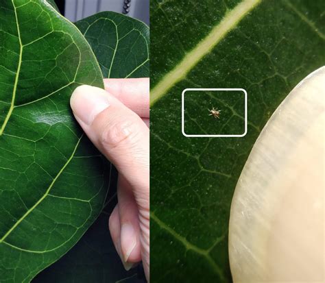 Spider Mites – House Plant Journal