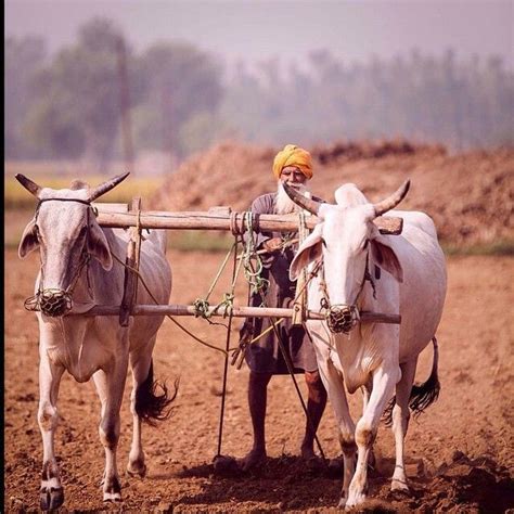 Punjab - Pind Life | Punjab culture, Punjabi culture, Farmer protest punjab art