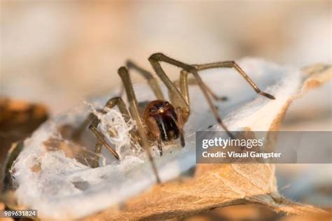 1,086 House Spider Stock Photos, High-Res Pictures, and Images - Getty ...