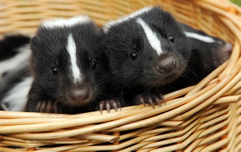 Pictures of Baby Skunks | POPSUGAR Pets