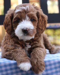 Chien Goldendoodle, Labradoodle Puppy, Goldendoodles, Schnoodle, Labradoodles, Bernedoodle ...