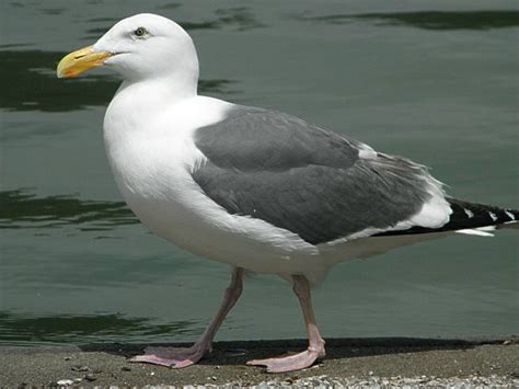 World Bird Wednesday - Seagull