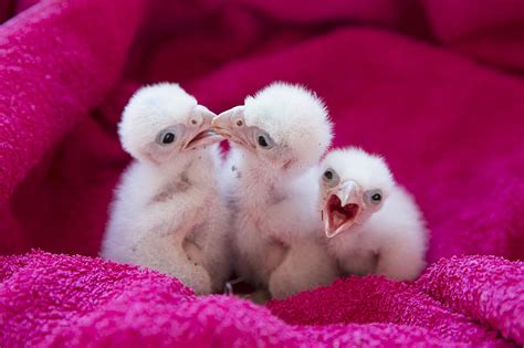 WATCH: Stunning Video Of Nesting Falcons And Babies