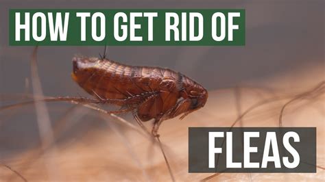 How to Get Rid of Fleas Guaranteed (4 Easy Steps) - YouTube
