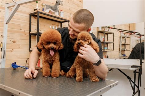 Premium Photo | Professional male groomer with poodle teacup dog on his ...