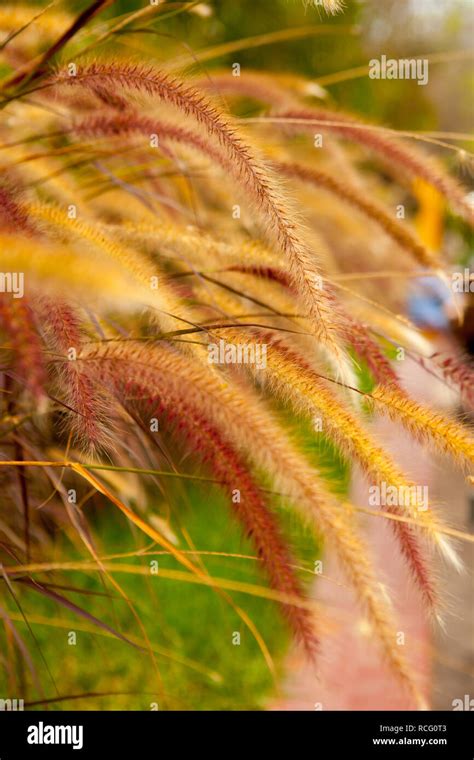 Wheat inside Huaca Pucllana archaelogical site Stock Photo - Alamy