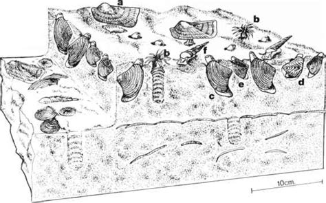 Low Diversity Temporarily Stable Calcarenite Community - Living Fossils