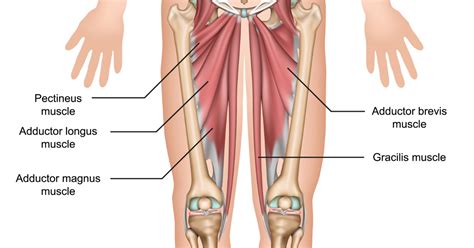 Exploring The Adductor Muscles | 3D Muscle Lab